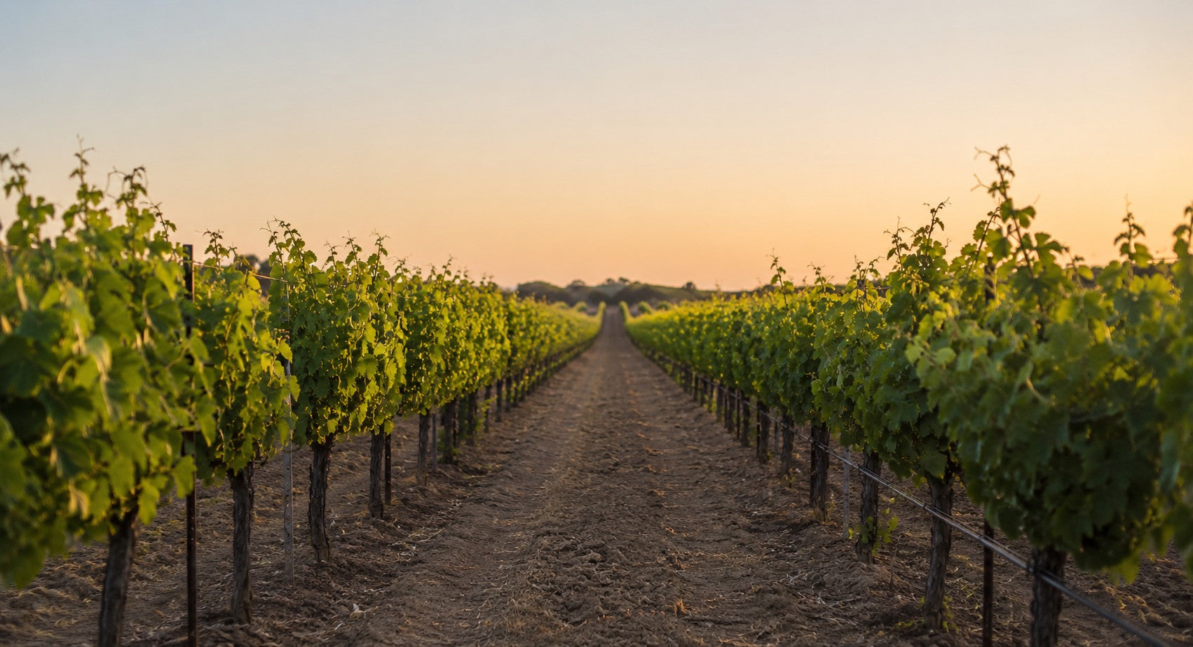 New World vs. Old World Wine: Key Differences Explained