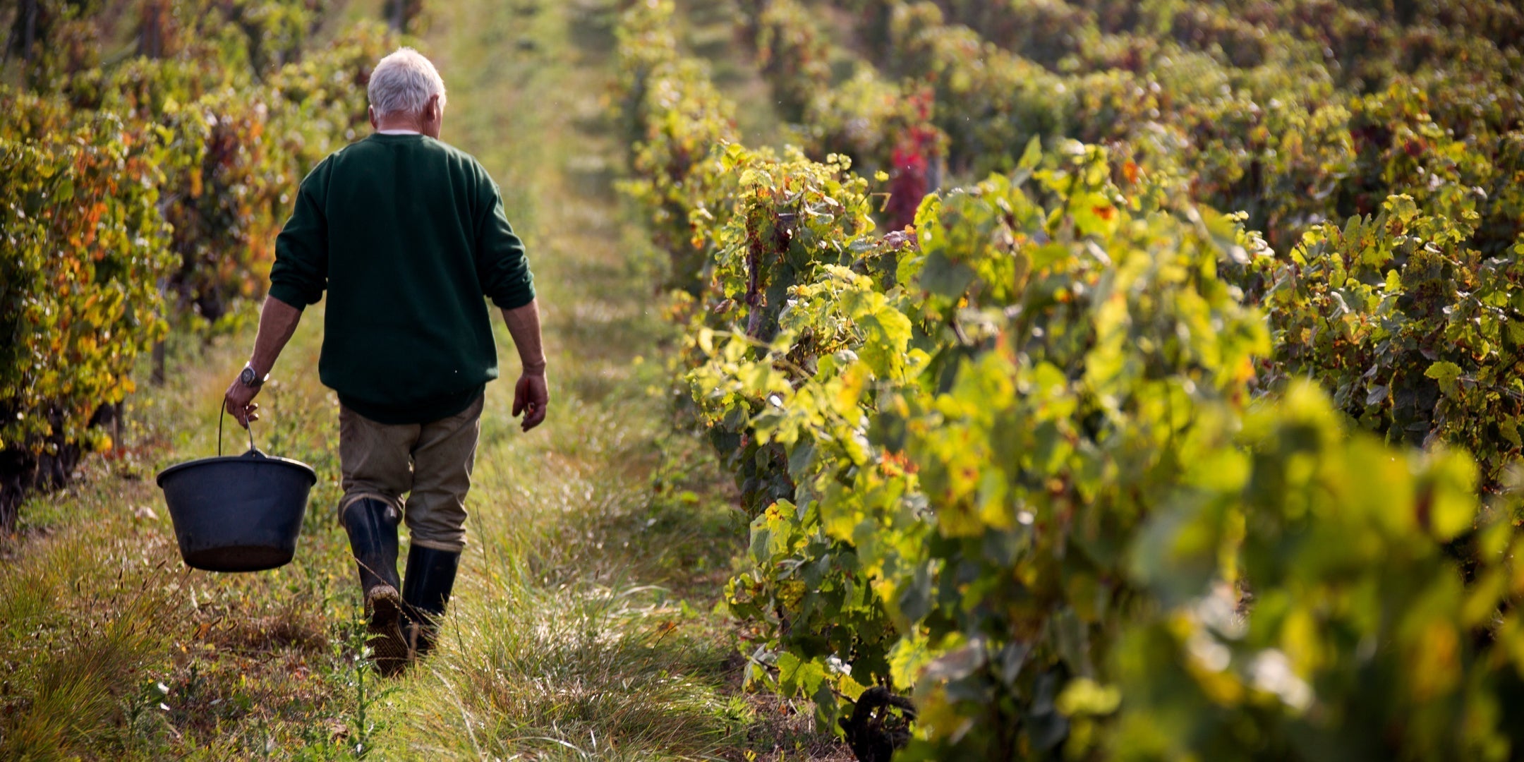 Zachys Cellar School: Burgundy 201