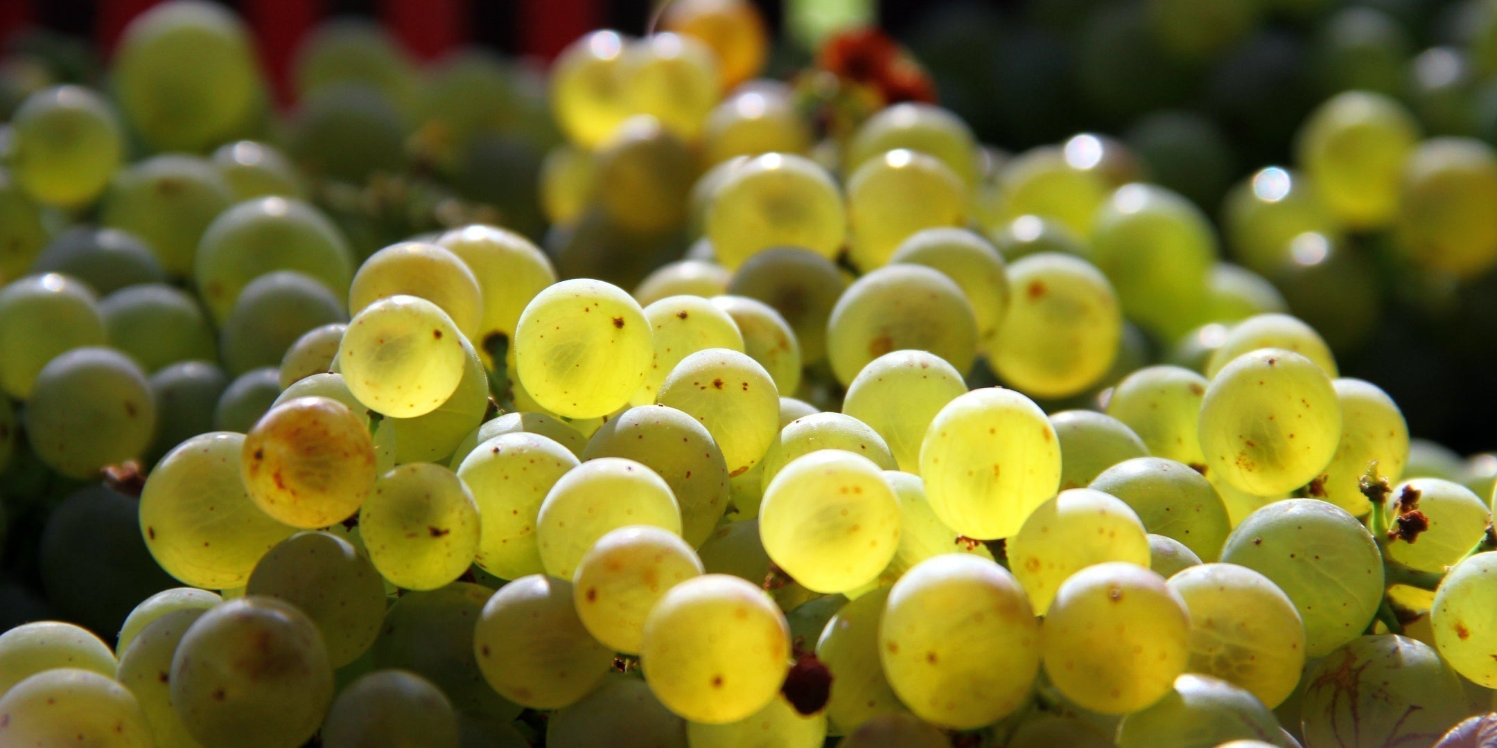 Zachys Cellar School: Chardonnay Showdown