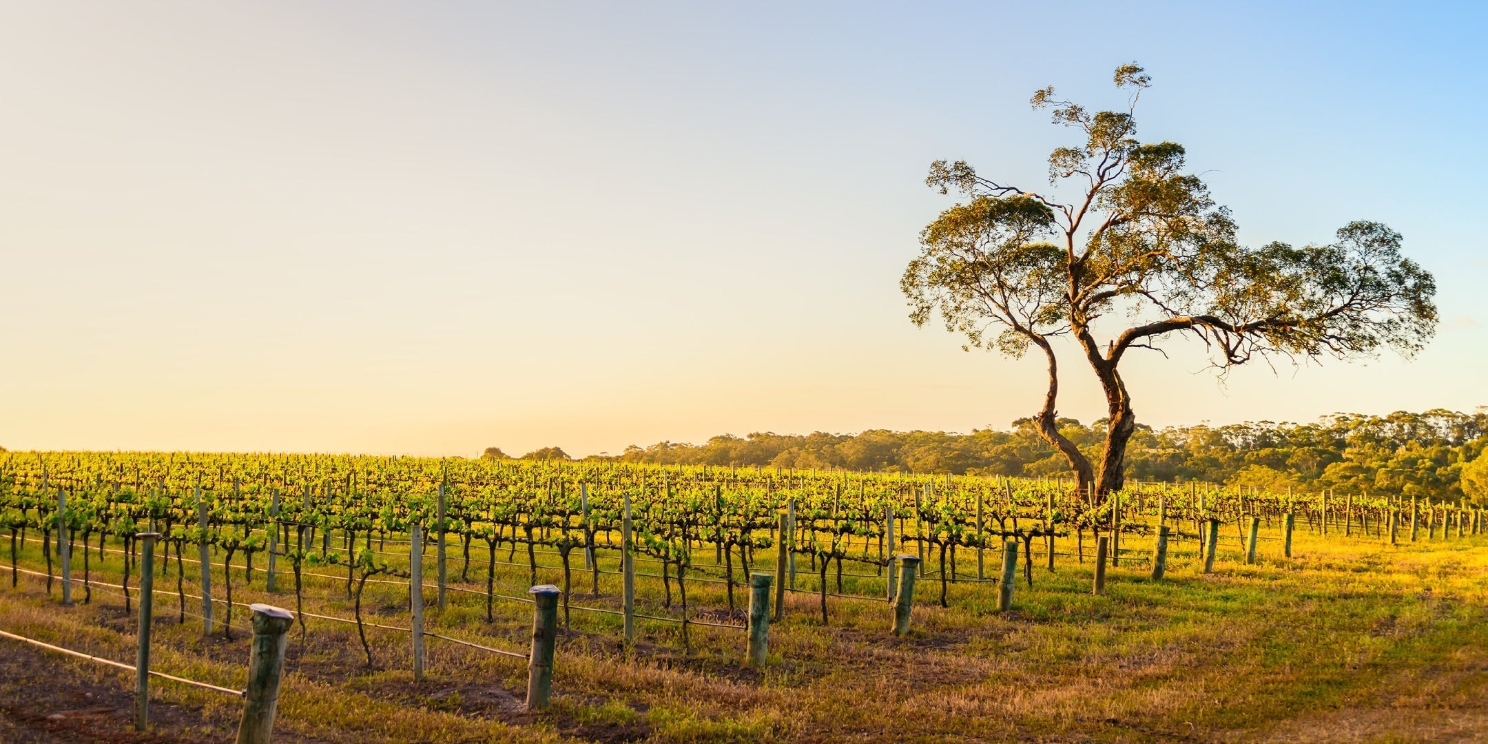 Zachys Cellar School: Drinking Australia