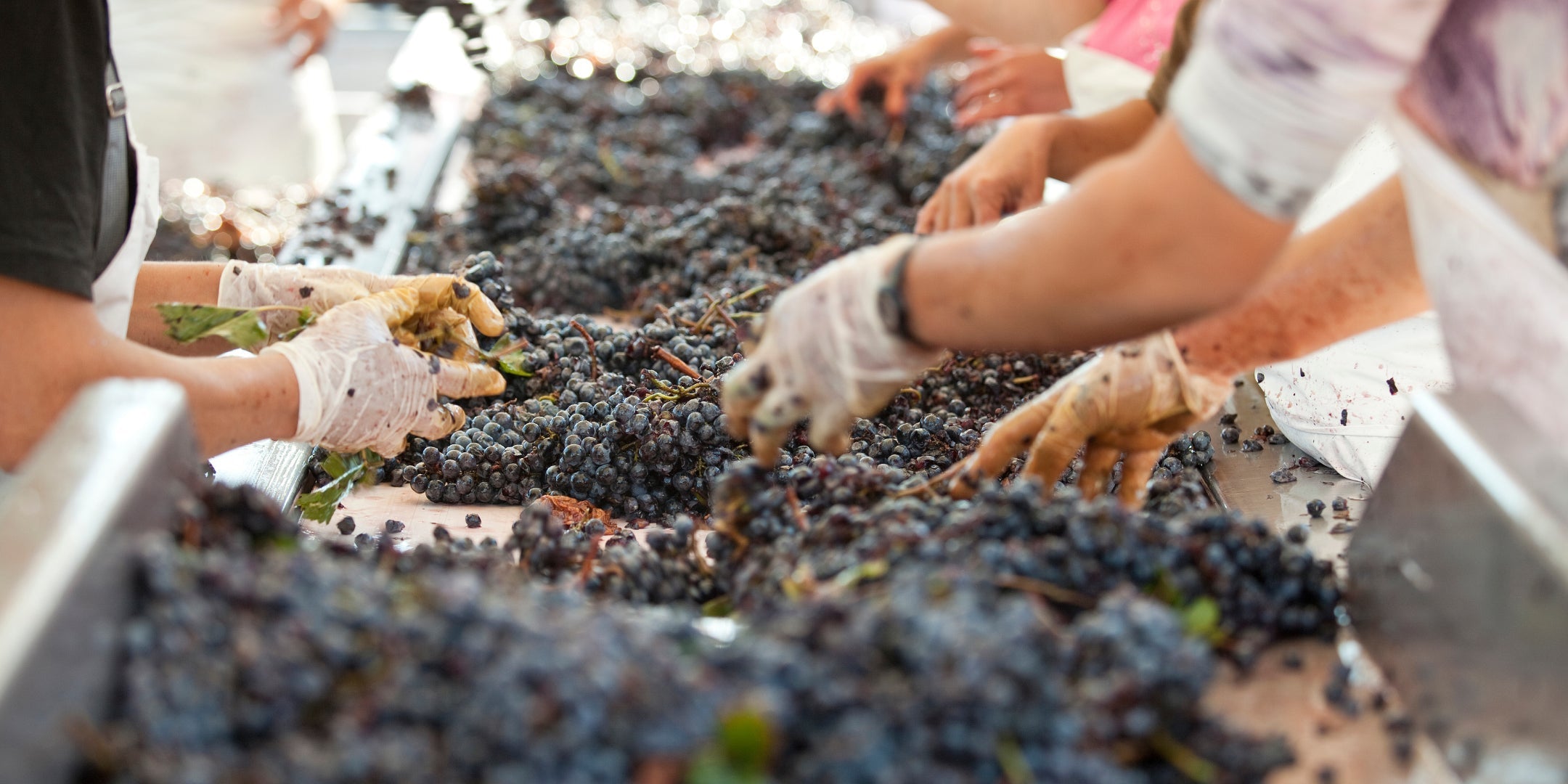 Zachys Cellar School: Production 101