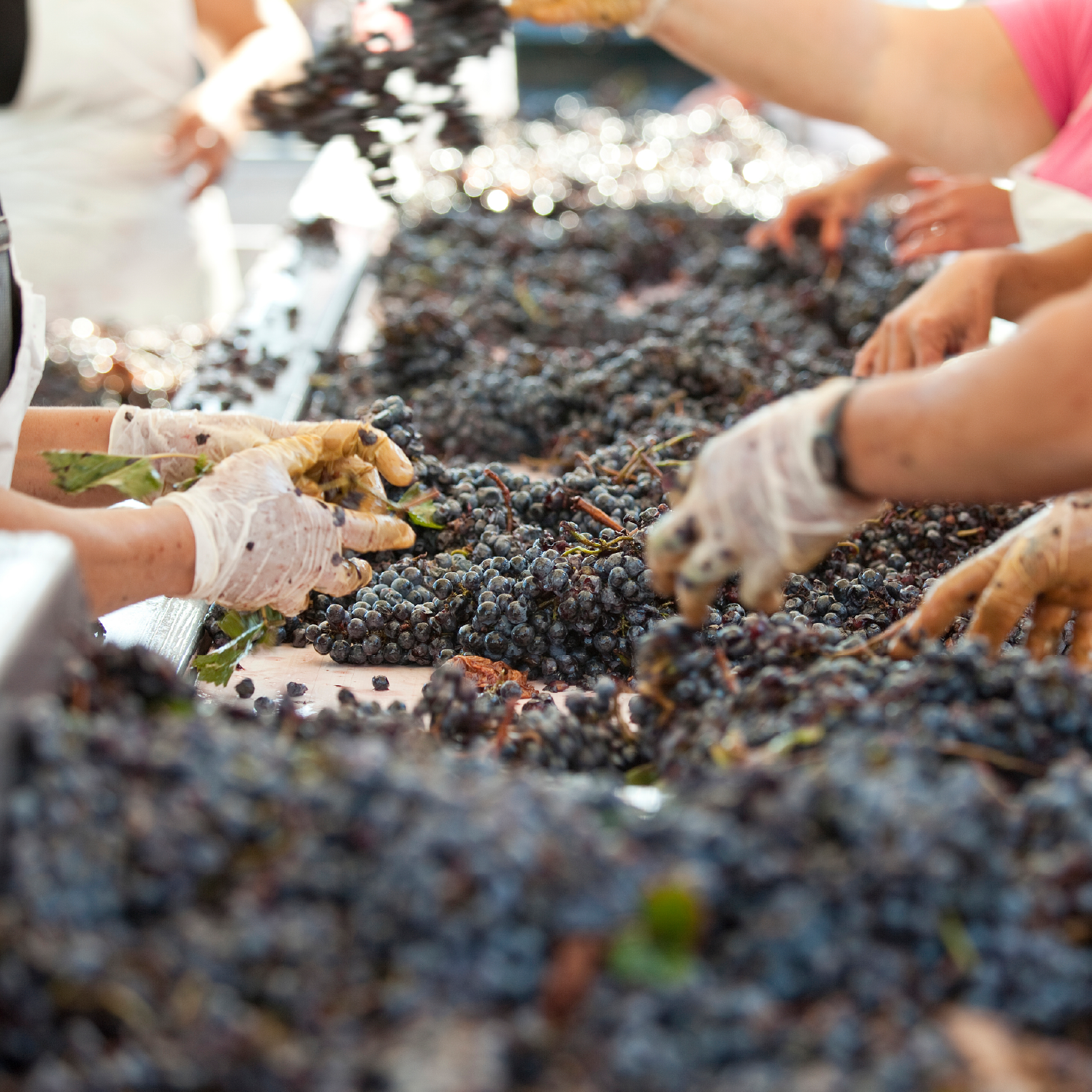 Zachys Cellar School: Production 101