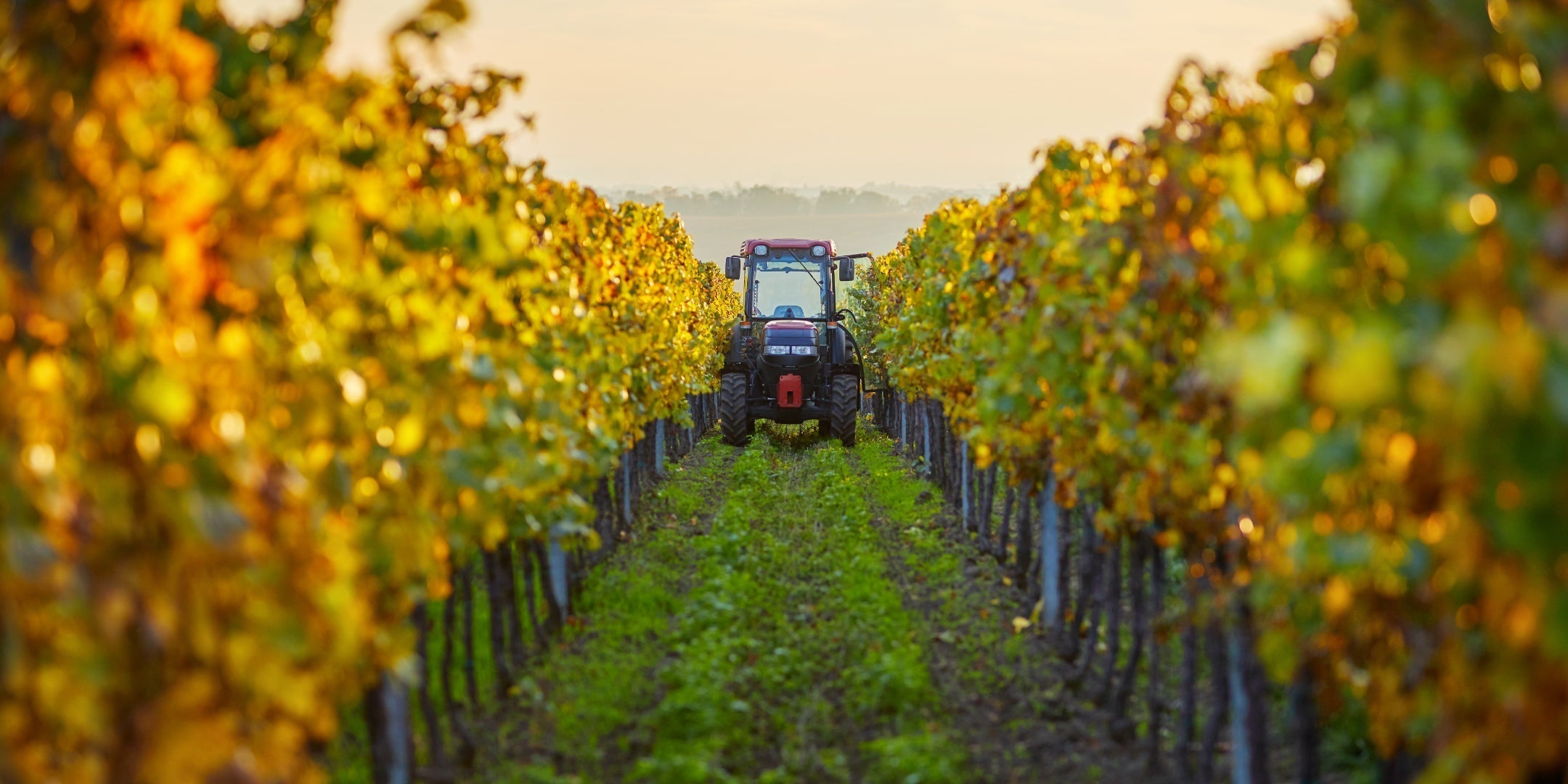 Zachys Cellar School: Viticulture 101