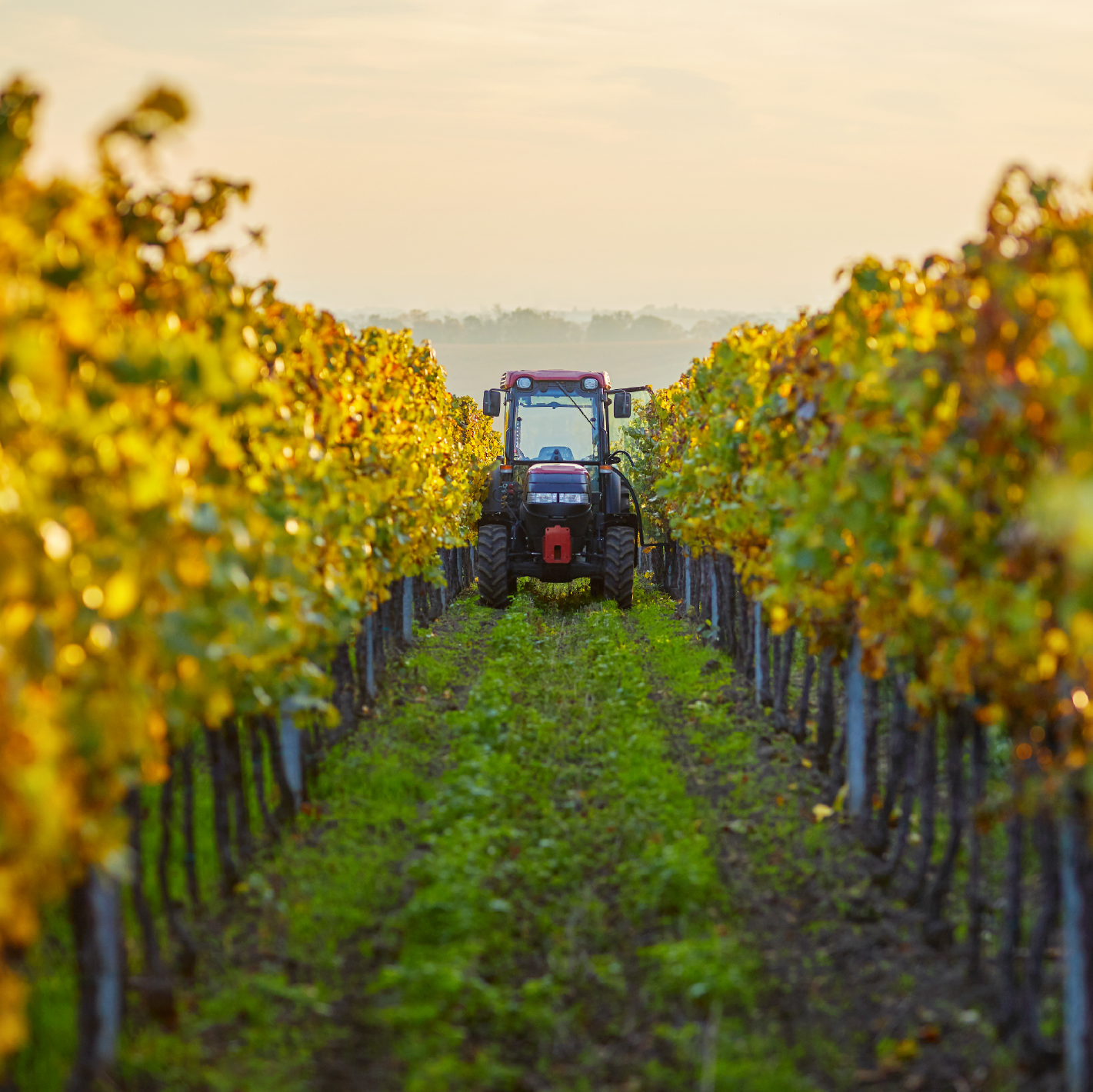 Zachys Cellar School: Viticulture 101