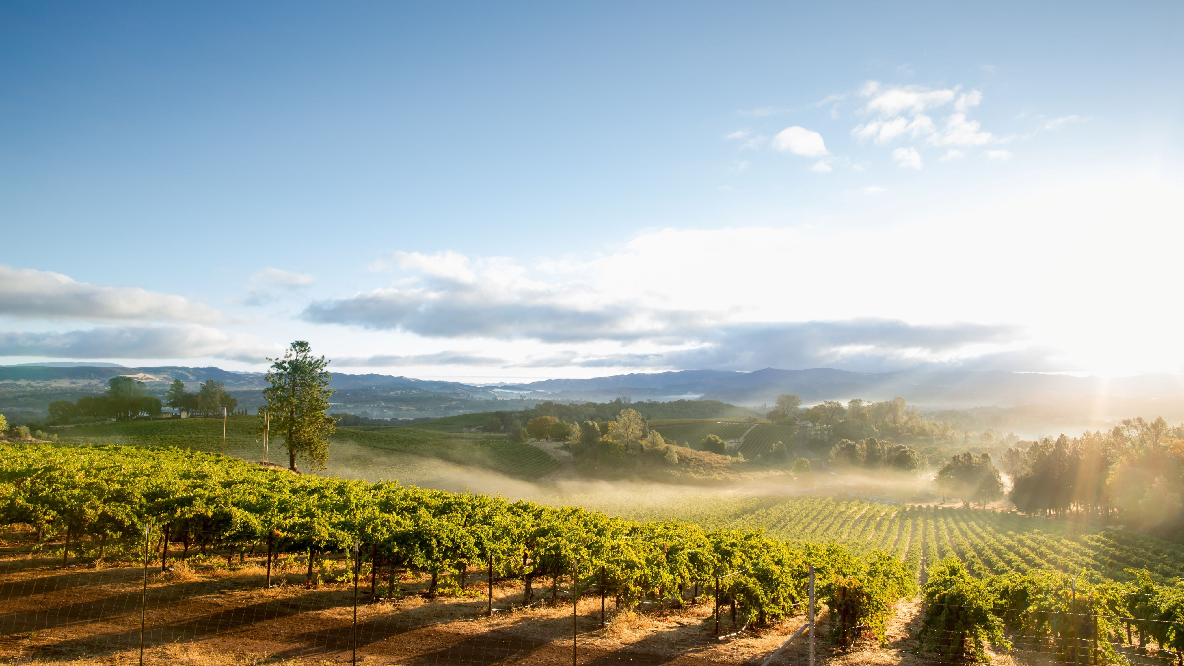 Sunlit Napa Valley vineyard with rows of grapevines stretching across rolling hills beneath a blue sky and morning mist.