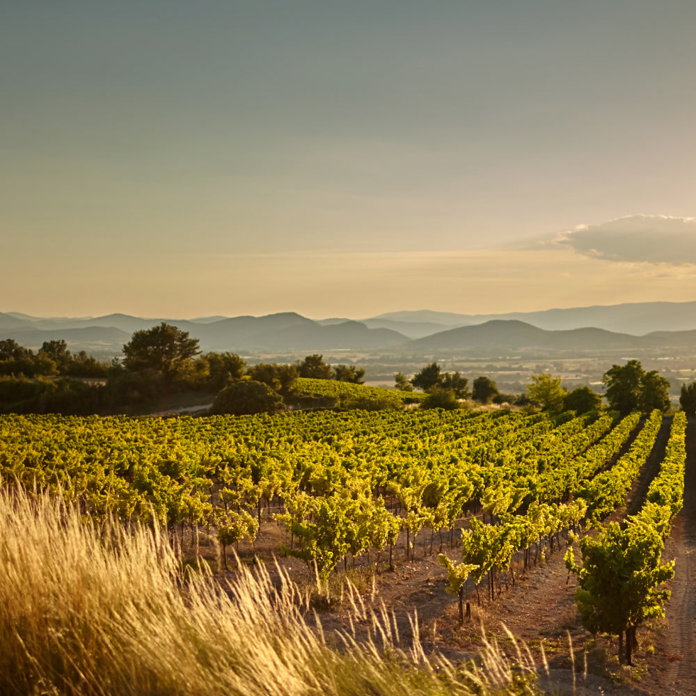 Old World Elegance: A Burgundy Tasting