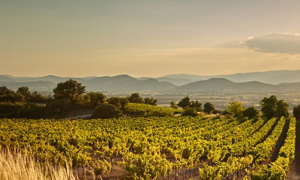 Old World Elegance: A Burgundy Tasting