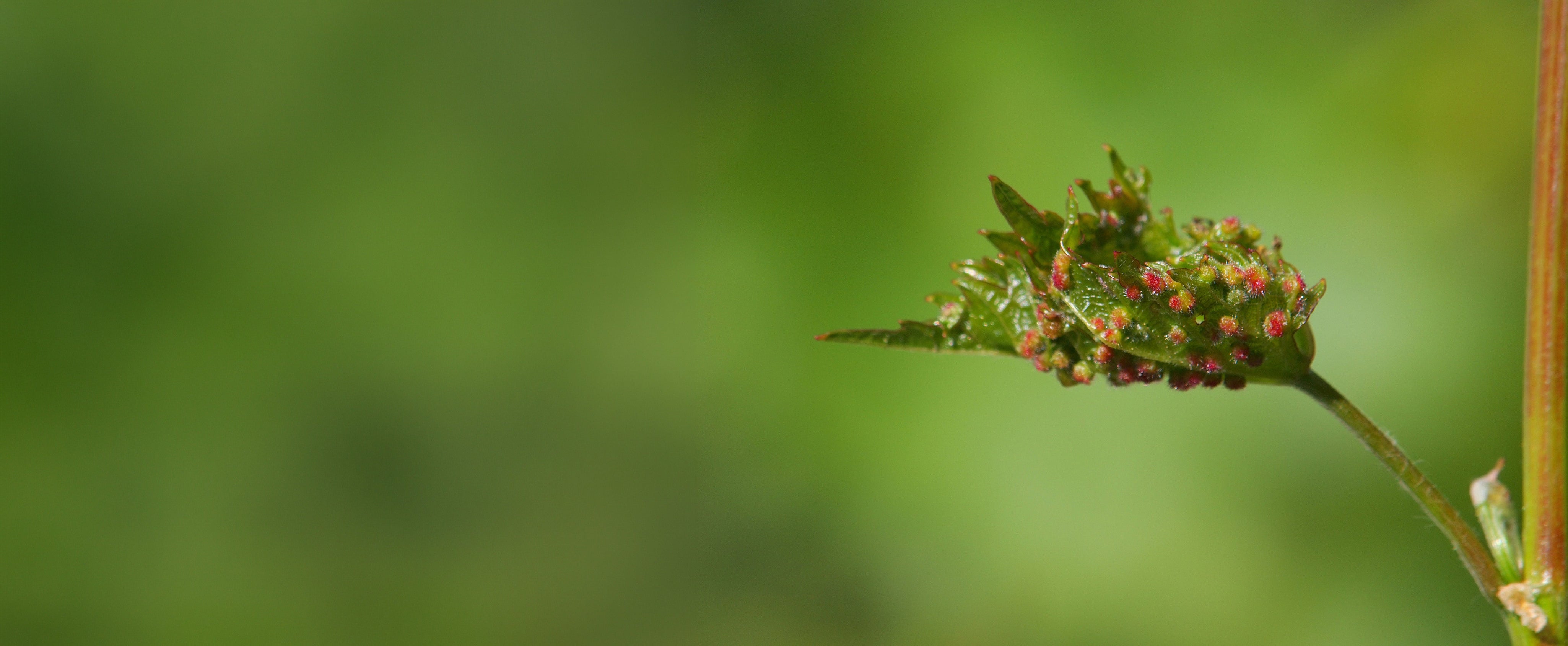 Close-up of a grapevine leaf showing phylloxera-related red galls against a blurred green background.