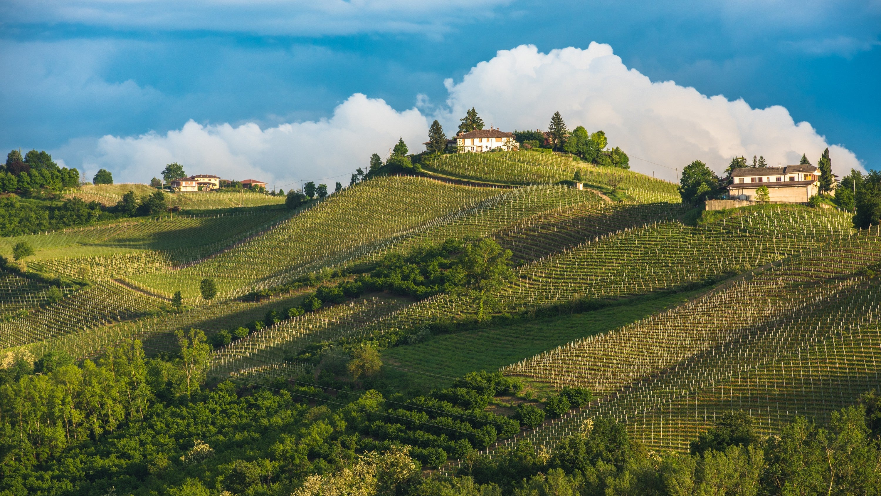 Rolling vineyard-covered hills in Piedmont, Italy, with rows of grapevines, hilltop homes, and dramatic clouds in the background.