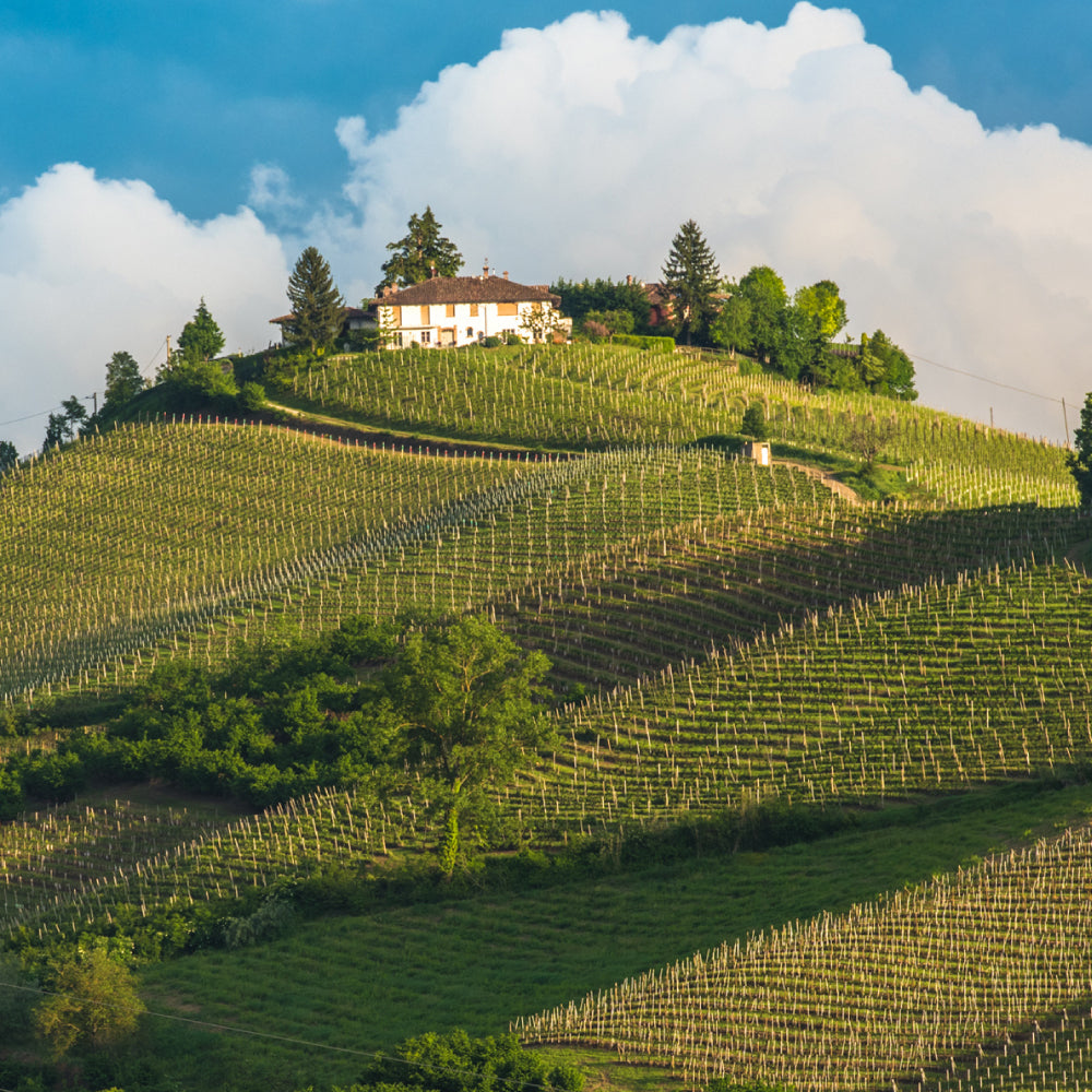 Taste of Northern Italy: A Piemonte Tasting