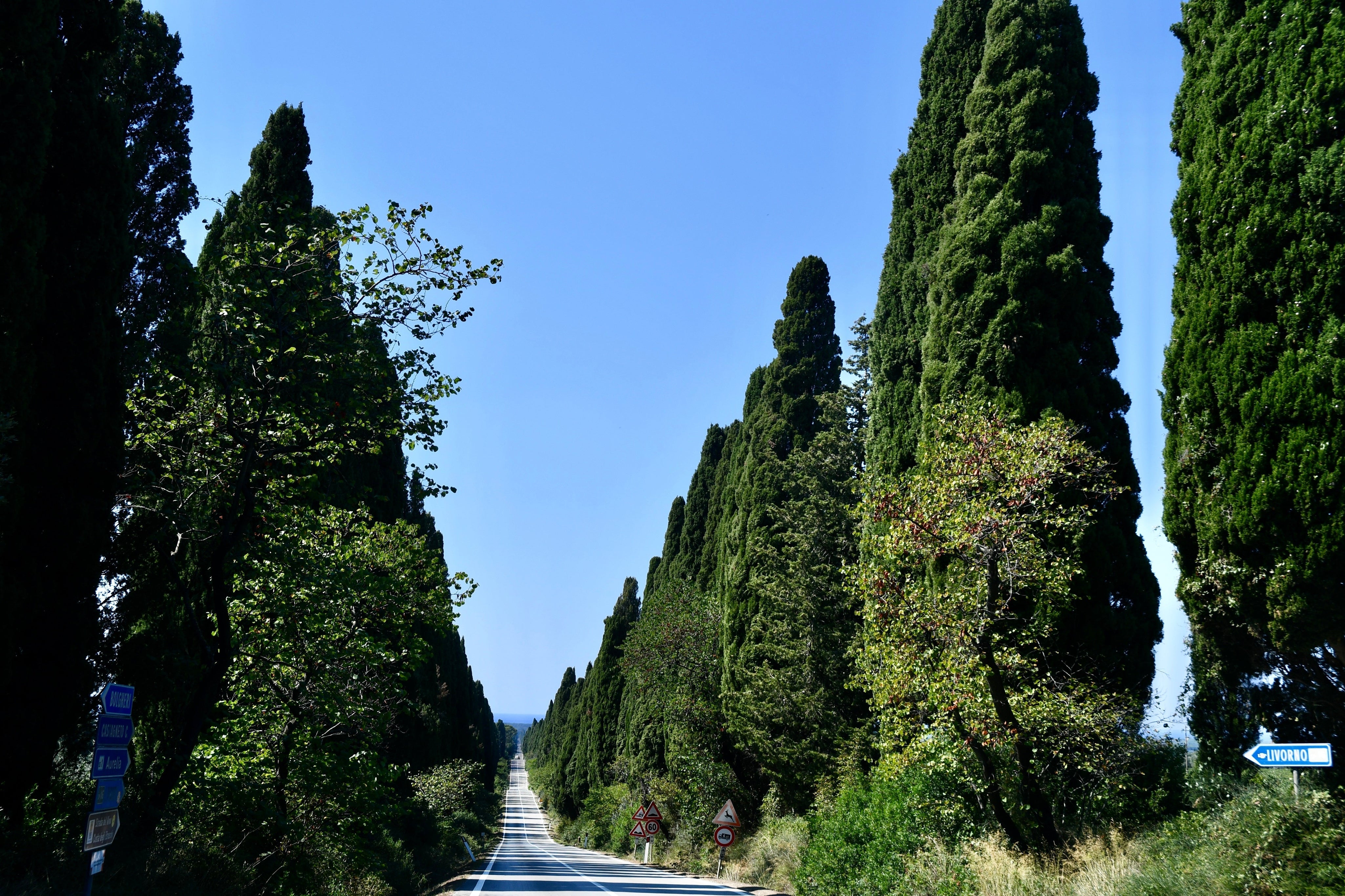 Cypress-lined Viale dei Cipressi road in Bolgheri, Tuscany, stretching toward the coast under a clear blue sky.