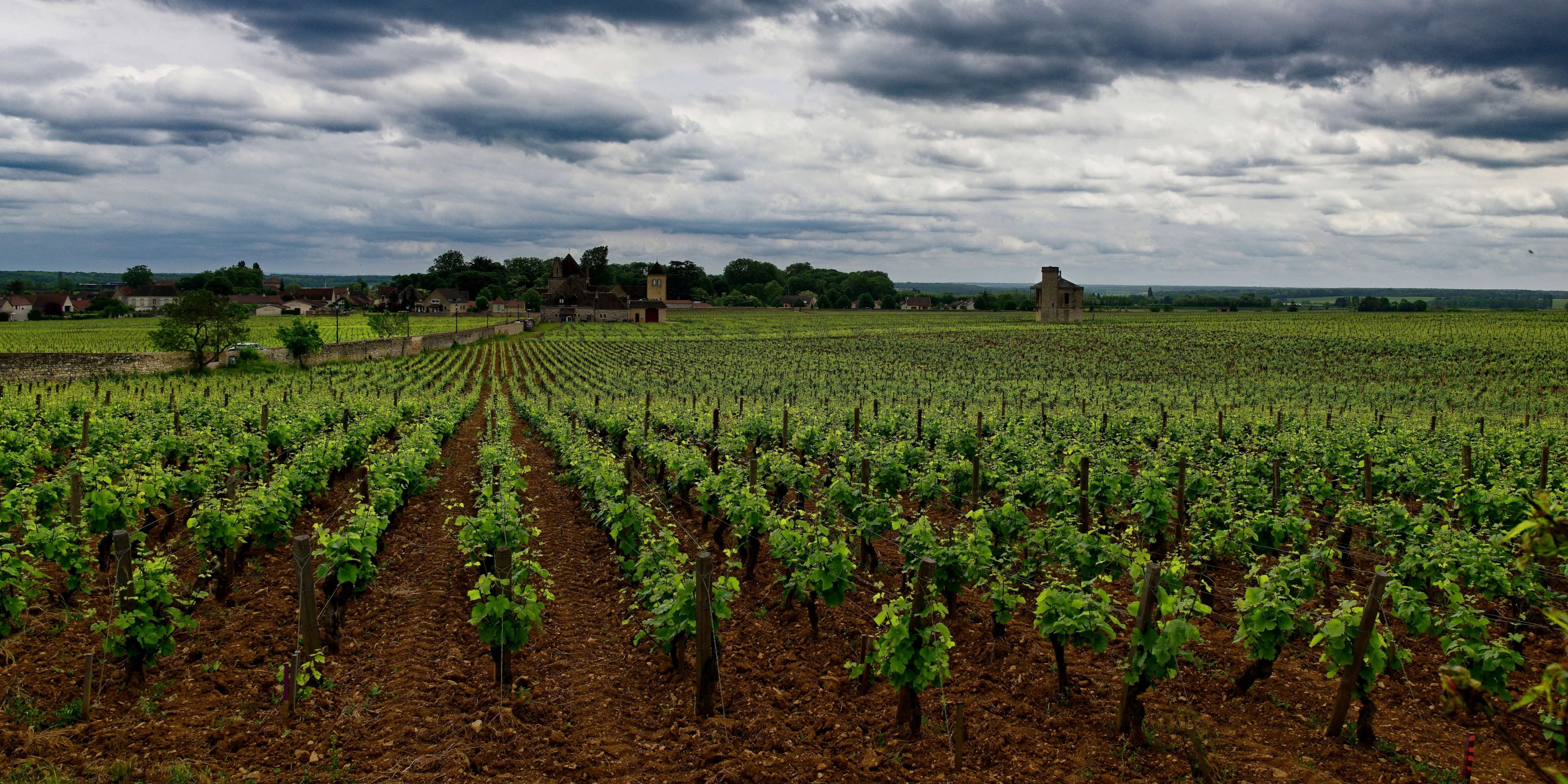 Grand Cru vs Premier Cru Burgundy: What’s the Difference?