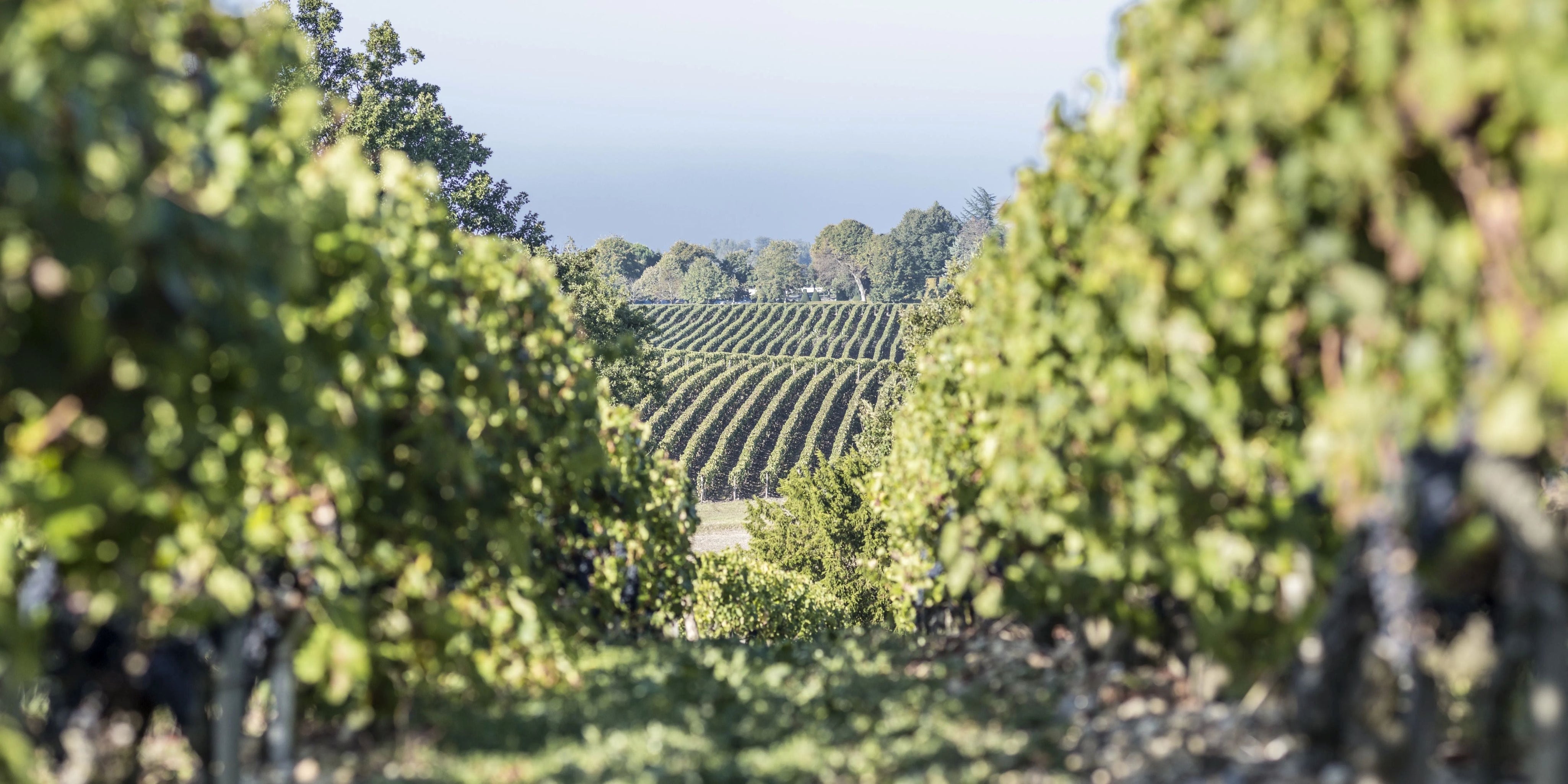 Bordeaux vineyard rows with lush grapevines framing the estate’s rolling vineyard landscape.