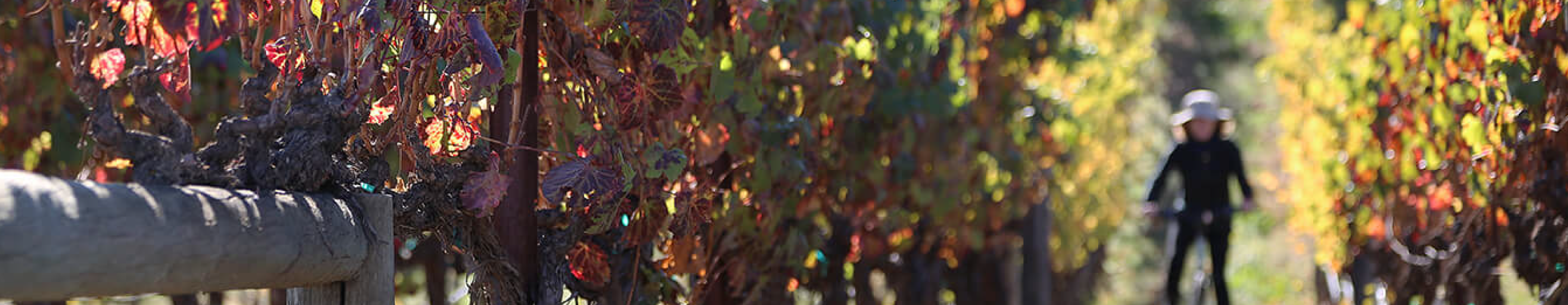 Bordeaux & Napa Valley