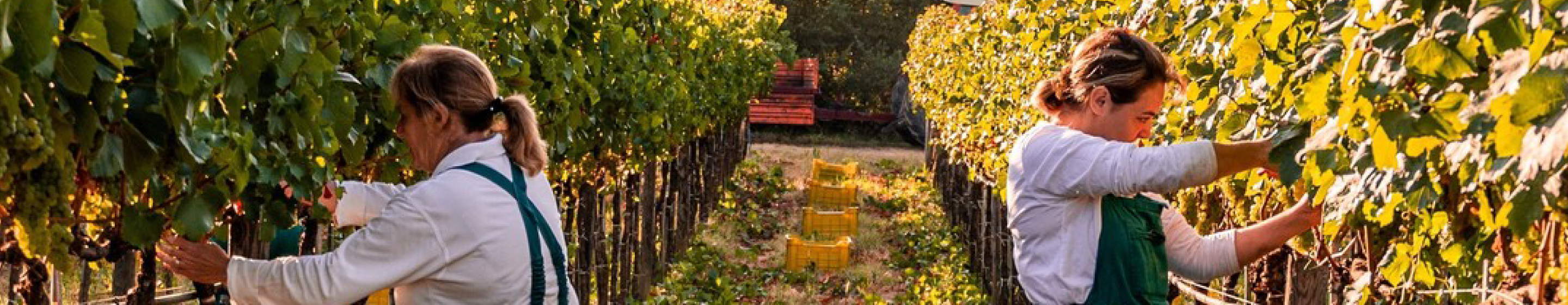 Antinori & Stag's Leap