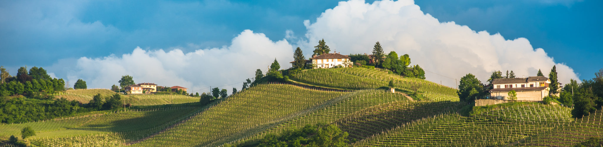 Monica Larner's Top-Rated Piemonte Picks