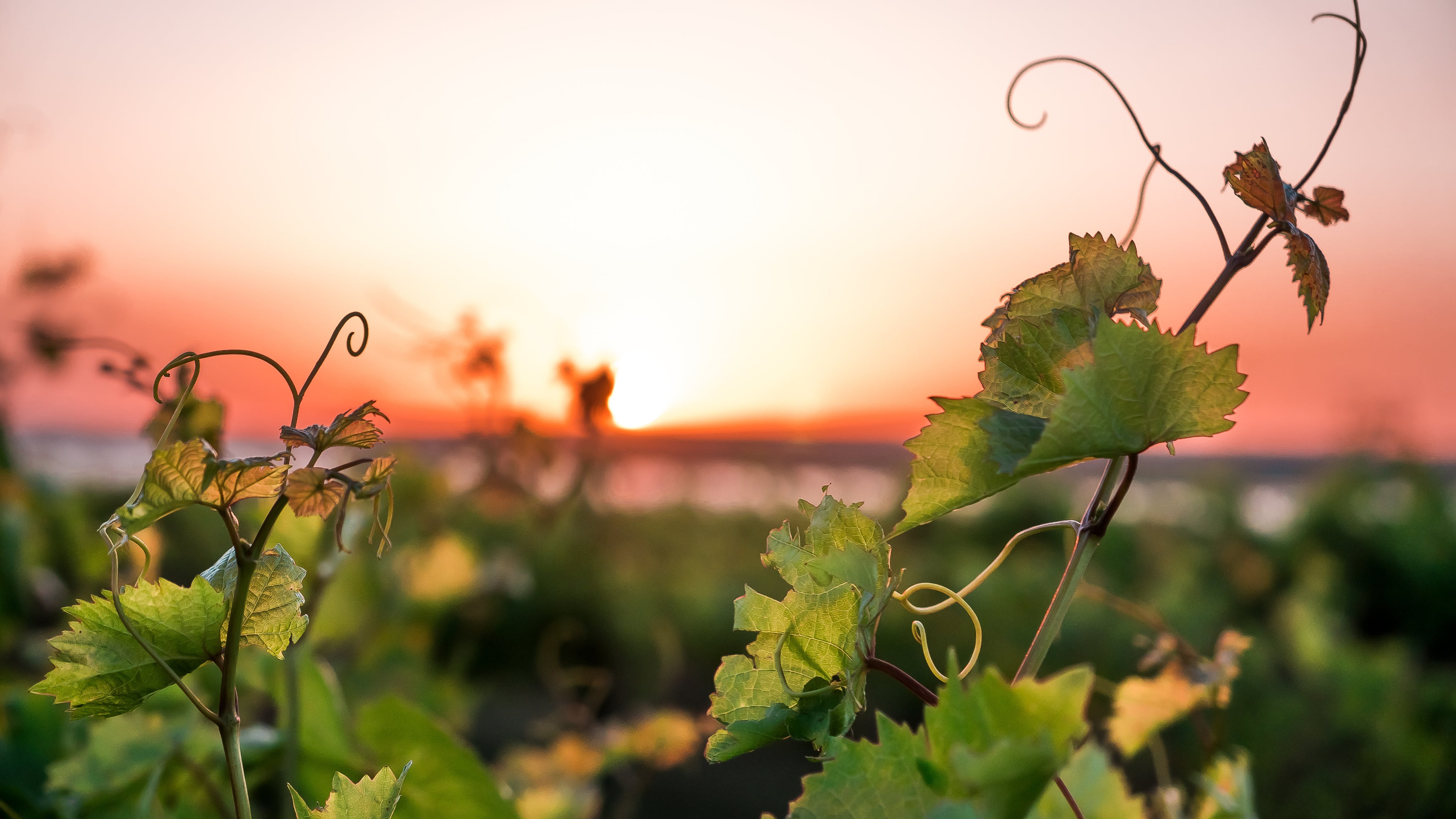 AdobeStock_206976045.jpg